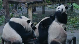 China: Giant Pandas Eat Together at Chongqing Zoo