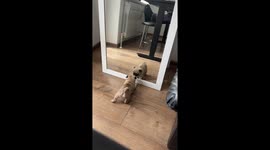 Puppy Plays With His Reflection