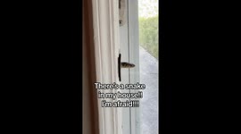 Snake Pokes Out From Door Jam