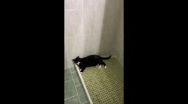 Kitty Has a Lot to Say