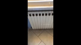 Black Cat Relaxes in a Window