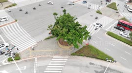 China: Lychee Ancient Tree Protection in Nanning