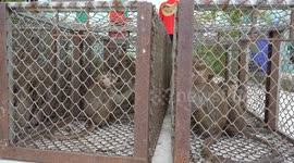 Unruly wild monkeys caught and sterilised in Lopburi, Thailand