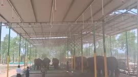 India:  To heat stress this summer , Over head foggers have been installed at the Trichy Elephant rehabilitation center by the Tamil Nadu Forest Department