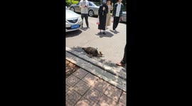 Peacock Maternal Instinct: Protective Display in Chinese University