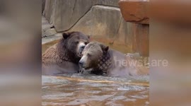 USA: Grizzly Bear Brothers Wrestling in Water