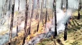 SDRF successfully controls forest fire near training centre in northern India