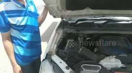 Driver rescues and releases stray cat stuck in car engine
