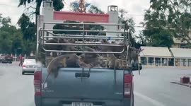 Monkey troop loot passing pickup truck in Thailand