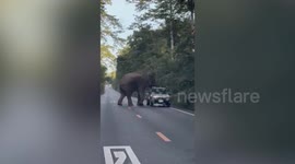 Wild elephant shakes car while searching for food