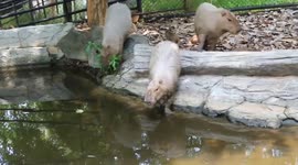 Baby capybaras join parents to explore pool at Thai zoo
