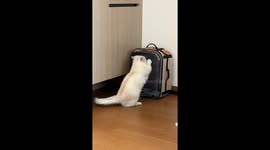 Munchkin cat scratches frantically at backpack