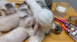 Man creates feeding device for orphaned kittens using cat soft toy