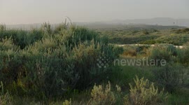 USA: San Diego Zoo Wildlife Alliance Leads Effort to Reintroduce Endangered Pacific Pocket Mice