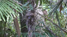UK: Host Birds Reject Cuckoo Chicks, Sparking New Species