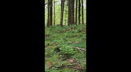 Forest of dean: wild boar piglets' stealthy passage