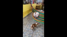 Dog's hammock mishap caught on camera in Sonsonate, El Salvador