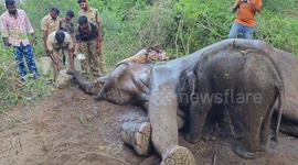 Baby calf refuses to leave sick mother's side as authorities race to revive her in Coimbatore