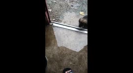 Self-sufficient puppy bathes himself after playing in mud