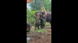 Baby elephant's devotion helps revive sick mother in Coimbatore
