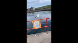 Seagull swoop: Woman defends ice cream at Eyemouth Harbor