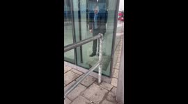 Rescued: baby bird freed from glass walls trap