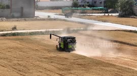 China: Yellow River Beach Wheat Harvest in Jinan