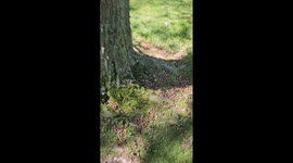 Cicadas Invade Backyard Tree In Illinois