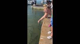 Pelican Snatches Tarpon's Hand-Fed Meal