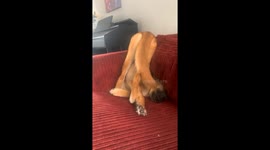 Glitched Shepsky Lounges Wrong