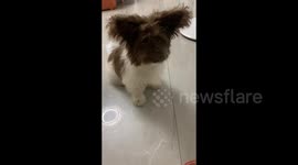 China: Adorable Puppy Training