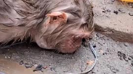 Man resuscitates unconscious monkey in record-breaking heat in India