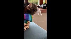 Suspenseful Cinema As Sleeping Cat Drools