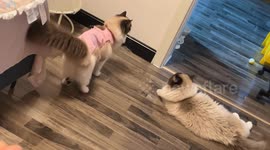 China: The Ragdoll Cat's Playful Turn