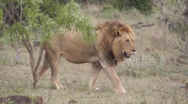 Three Majestic Male Lions (One with a Short Tail) Gracefully Crossing the Road