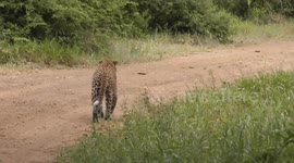 What a Sighting! Following a Massive Male Leopard as He Marks His Territory
