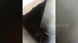 Dog rescued from septic tank in central India
