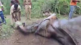 Heroic efforts to save elephant in southern India
