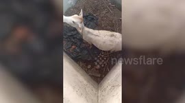 Cow rescued from septic tank near temple in central India