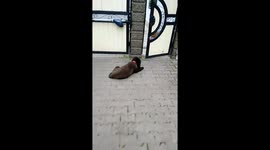 The dog from my work place got really scared as usual