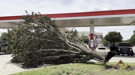 High Winds Down A Large Tree In Front of a Plano Texas 7-11 Store (4K)