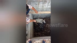 Stray cow rescued from septic tank in India