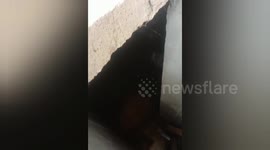 A dog fell into sapetic tank in India, social Organisation volunteer rescued