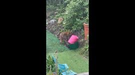 Early morning fox caught playing ball and proving that the John Lewis Xmas advert was based on a real fox story by jumping and playing on trampoline!