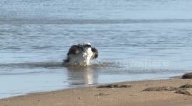 Female Osprey loves bathing in the shallows to condition her feathers.