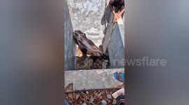 Stray cow rescued from septic tank in India