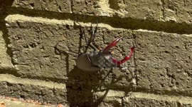 Huge stag beetle seen in UK garden enjoying the summer sun.