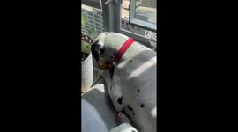 Dalmatian Drops Toy From 17-Story Window