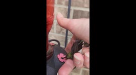 TikToker rescues hummingbird unable to fly and nurses it back to health in heartwarming footage