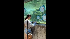 Woman Plays With Penguin at the Zoo